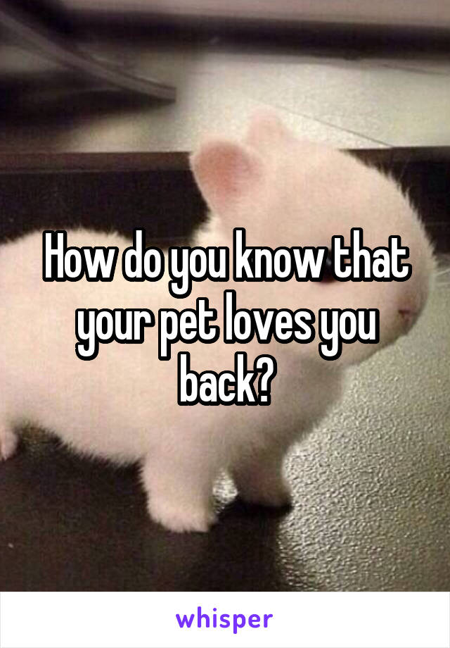 How do you know that your pet loves you back?