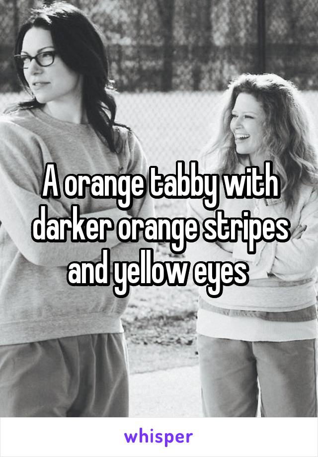 A orange tabby with darker orange stripes and yellow eyes 