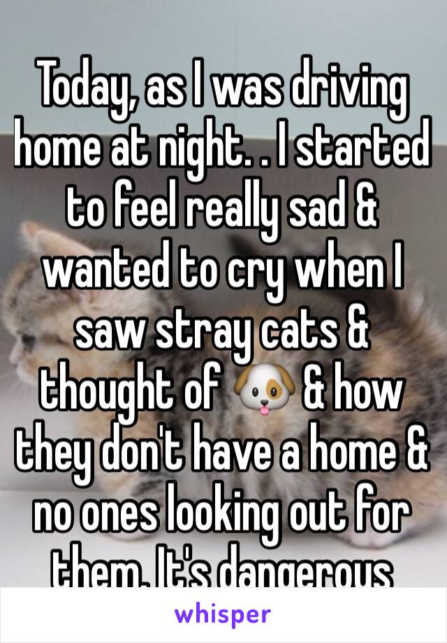 Today, as I was driving home at night. . I started to feel really sad & wanted to cry when I saw stray cats &  thought of 🐶 & how they don't have a home & no ones looking out for them. It's dangerous