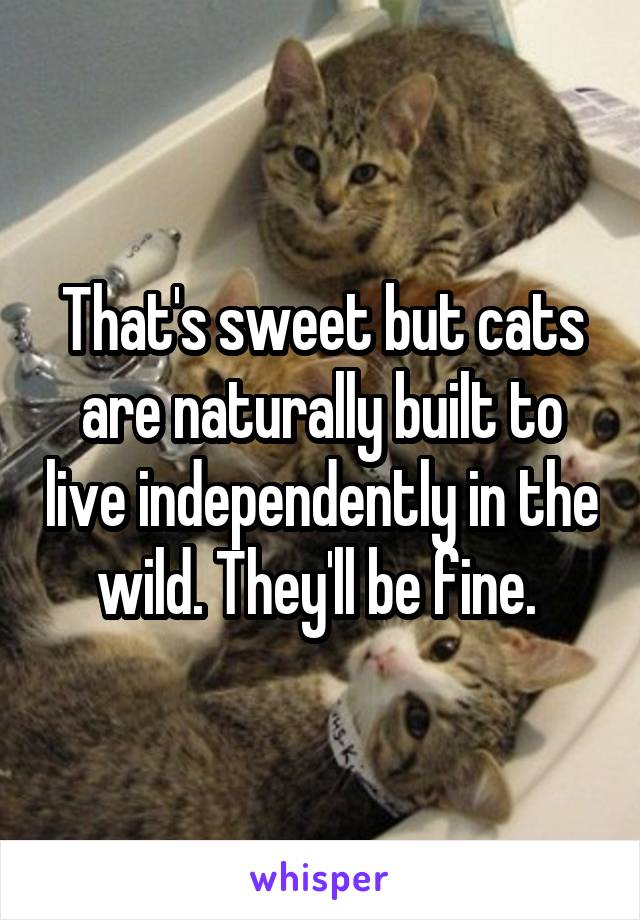 That's sweet but cats are naturally built to live independently in the wild. They'll be fine. 