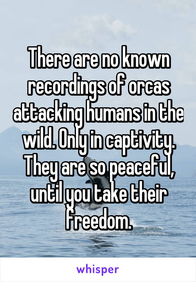 There are no known recordings of orcas attacking humans in the wild. Only in captivity. They are so peaceful, until you take their freedom.