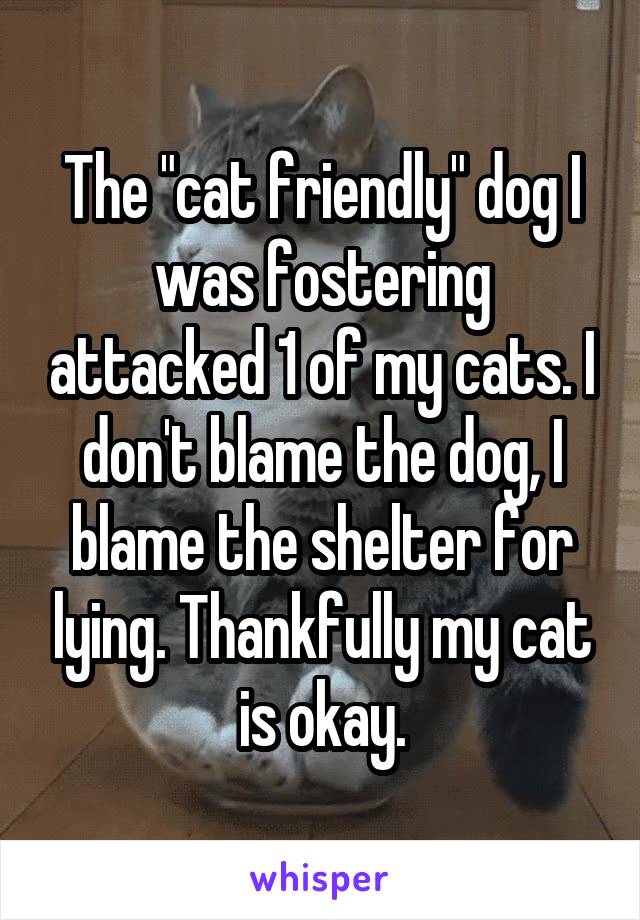The "cat friendly" dog I was fostering attacked 1 of my cats. I don't blame the dog, I blame the shelter for lying. Thankfully my cat is okay.