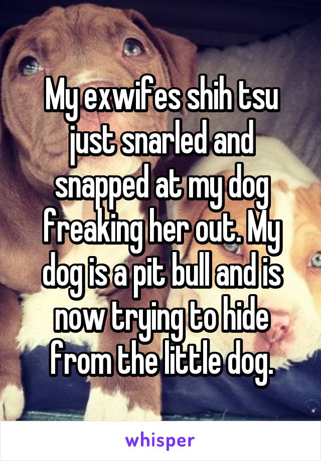 My exwifes shih tsu just snarled and snapped at my dog freaking her out. My dog is a pit bull and is now trying to hide from the little dog.