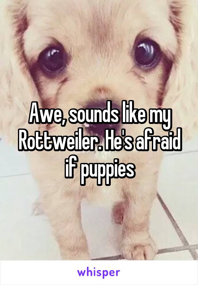 Awe, sounds like my Rottweiler. He's afraid if puppies