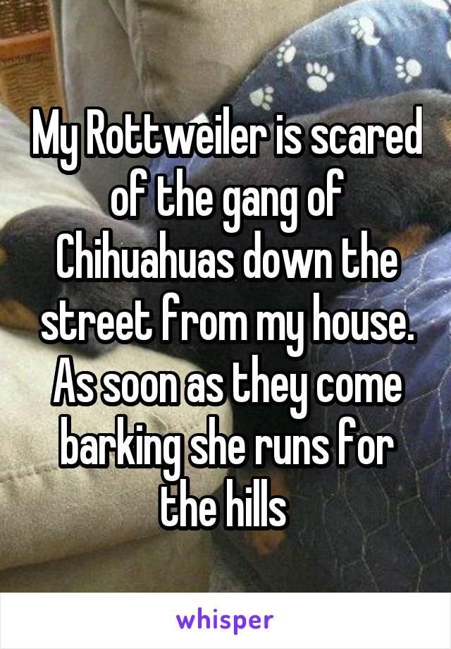 My Rottweiler is scared of the gang of Chihuahuas down the street from my house. As soon as they come barking she runs for the hills 