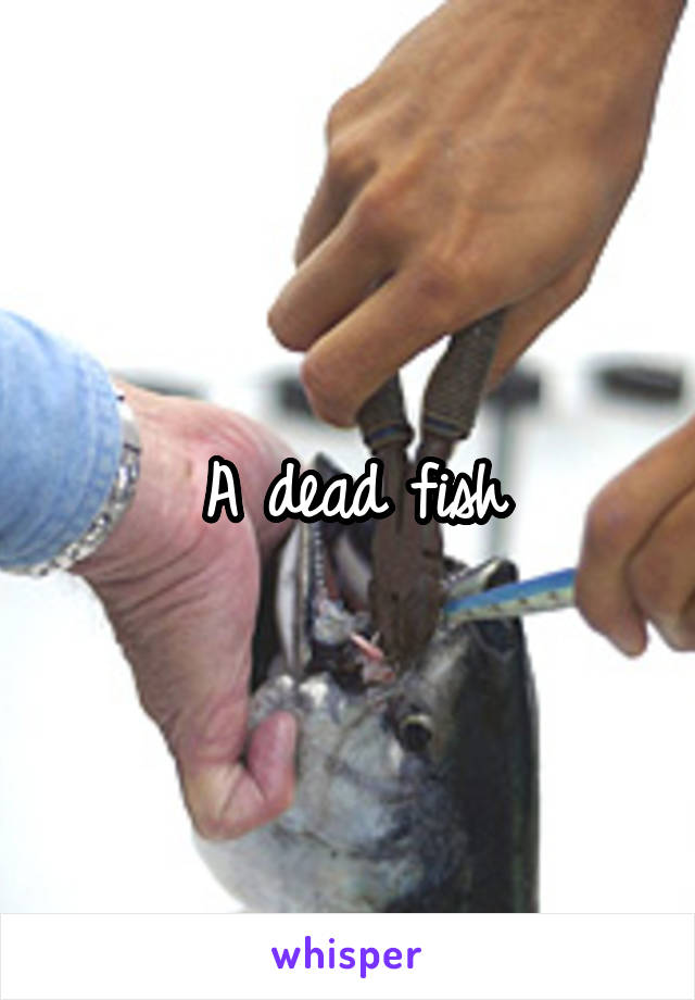 A dead fish