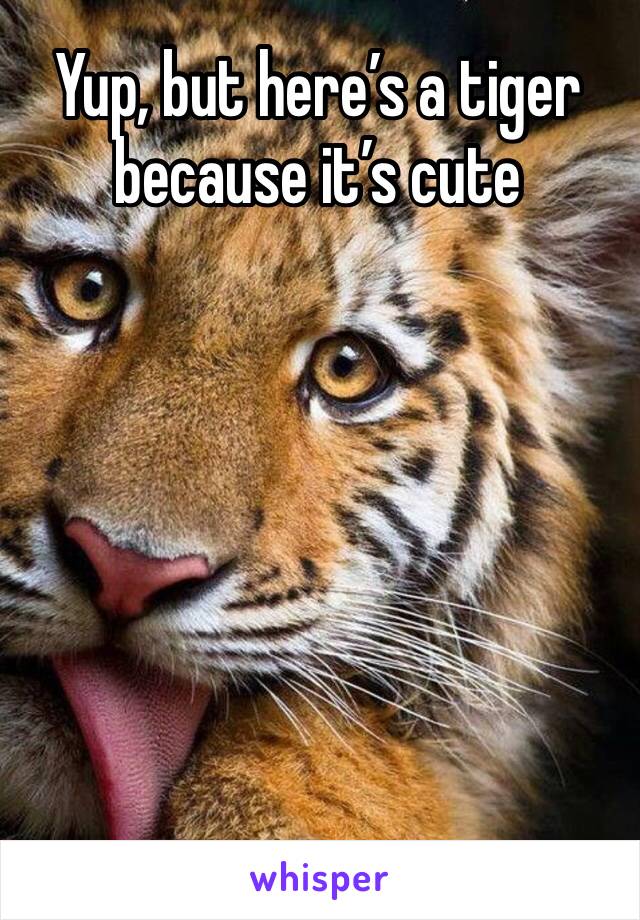 Yup, but here’s a tiger because it’s cute 