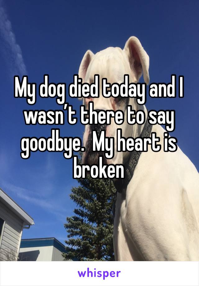 My dog died today and I wasn’t there to say goodbye.  My heart is broken