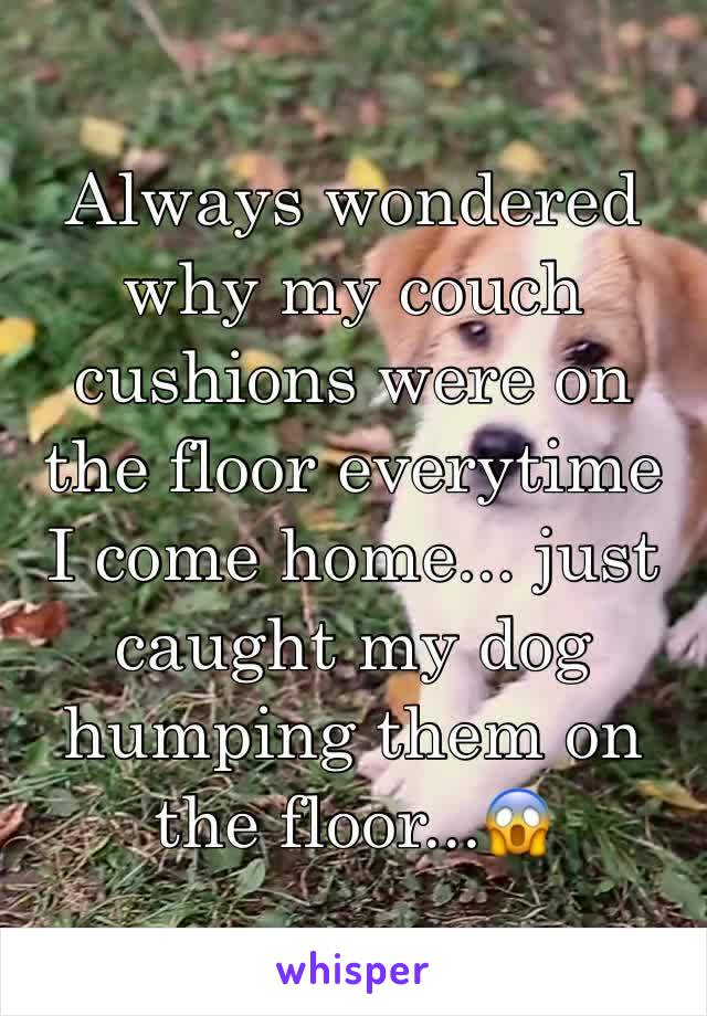 Always wondered why my couch cushions were on the floor everytime I come home... just caught my dog humping them on the floor...😱