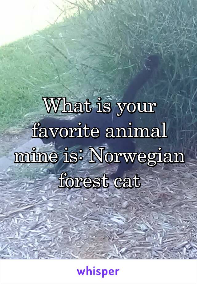 What is your favorite animal mine is: Norwegian forest cat