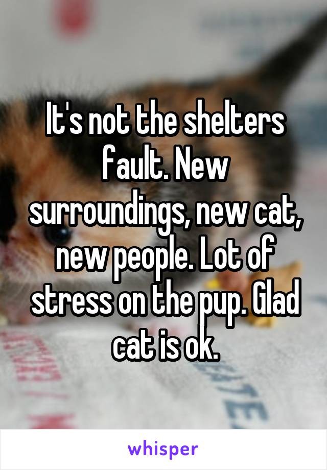 It's not the shelters fault. New surroundings, new cat, new people. Lot of stress on the pup. Glad cat is ok.