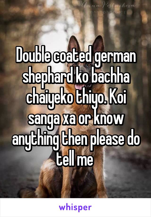 Double coated german shephard ko bachha chaiyeko thiyo. Koi sanga xa or know anything then please do tell me 