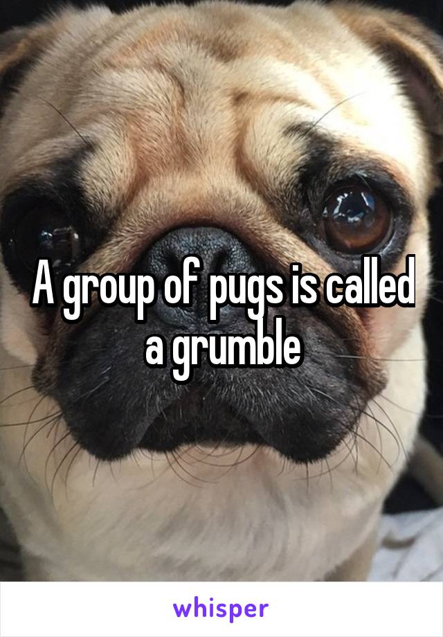 A group of pugs is called a grumble