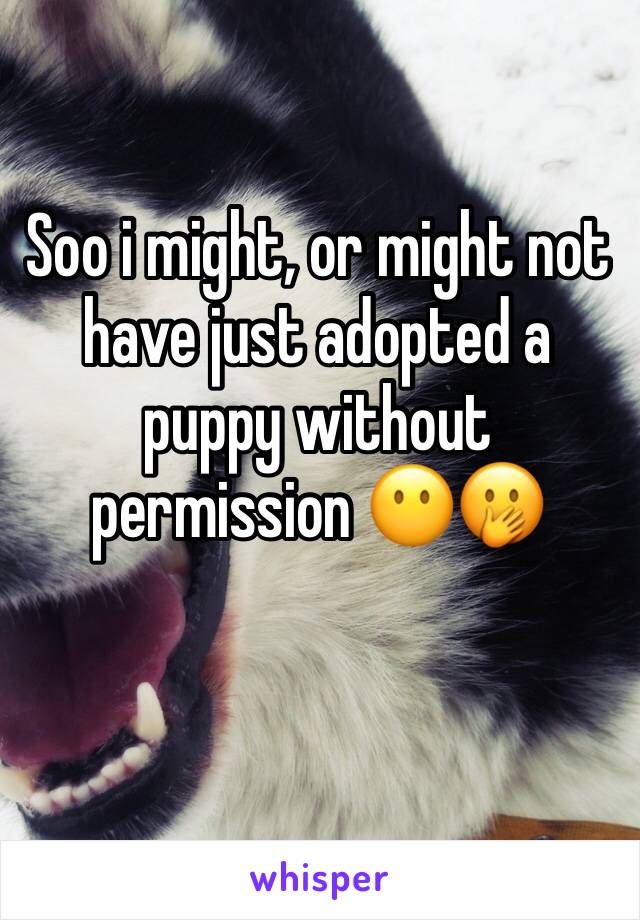 Soo i might, or might not have just adopted a puppy without permission 😶🤭