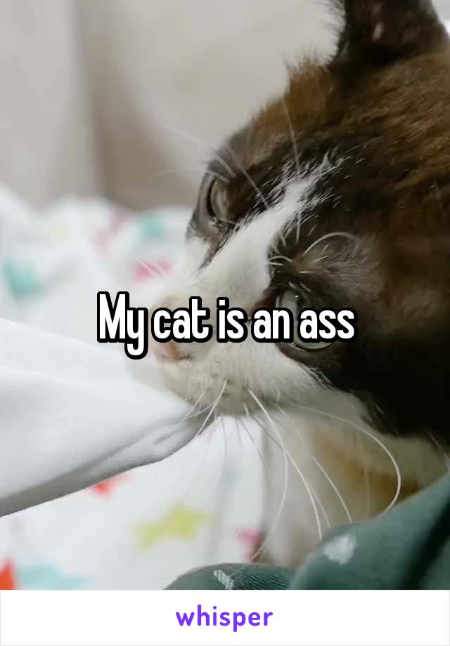 My cat is an ass