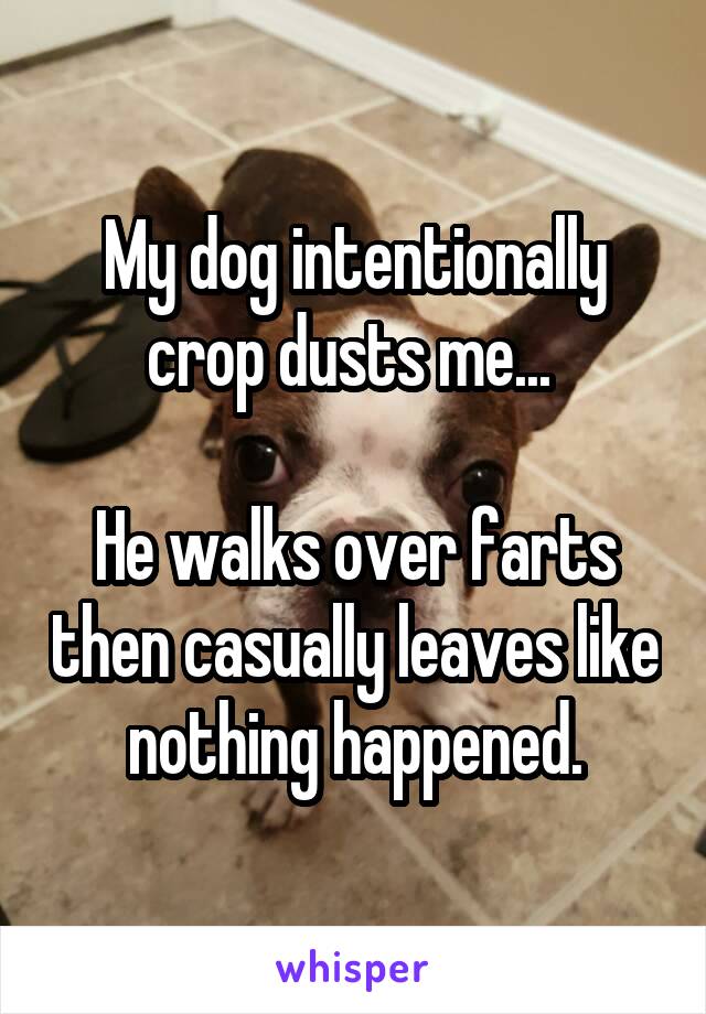 My dog intentionally crop dusts me... 

He walks over farts then casually leaves like nothing happened.
