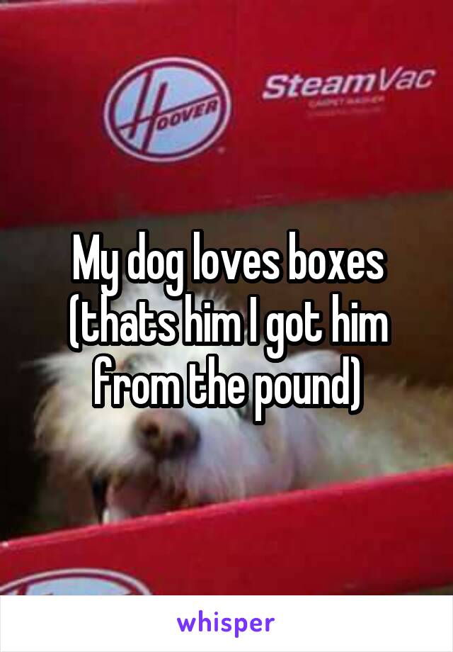 My dog loves boxes (thats him I got him from the pound)