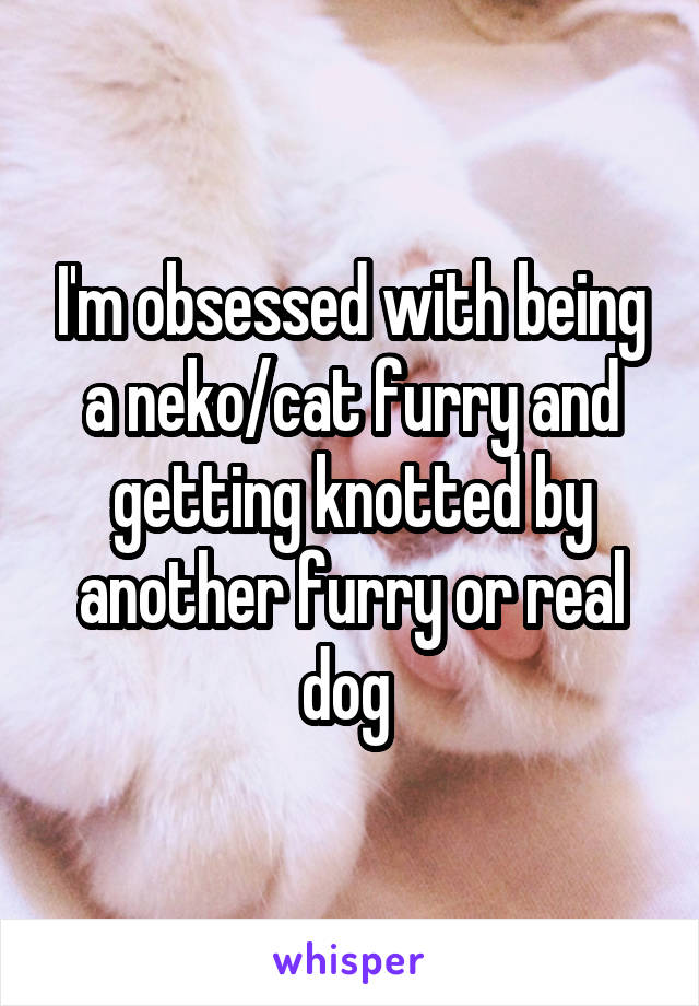 I'm obsessed with being a neko/cat furry and getting knotted by another furry or real dog 