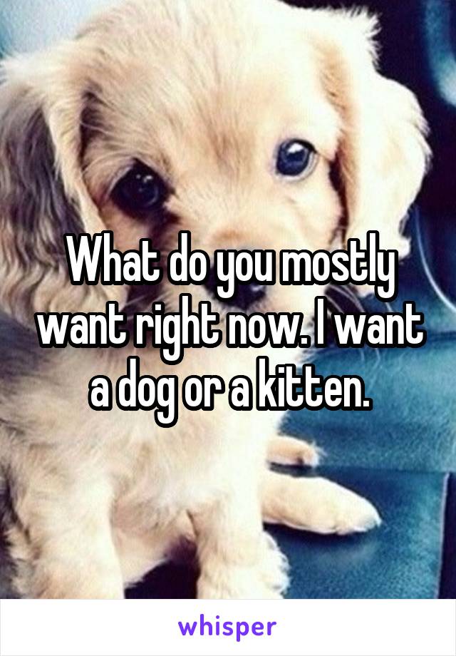What do you mostly want right now. I want a dog or a kitten.