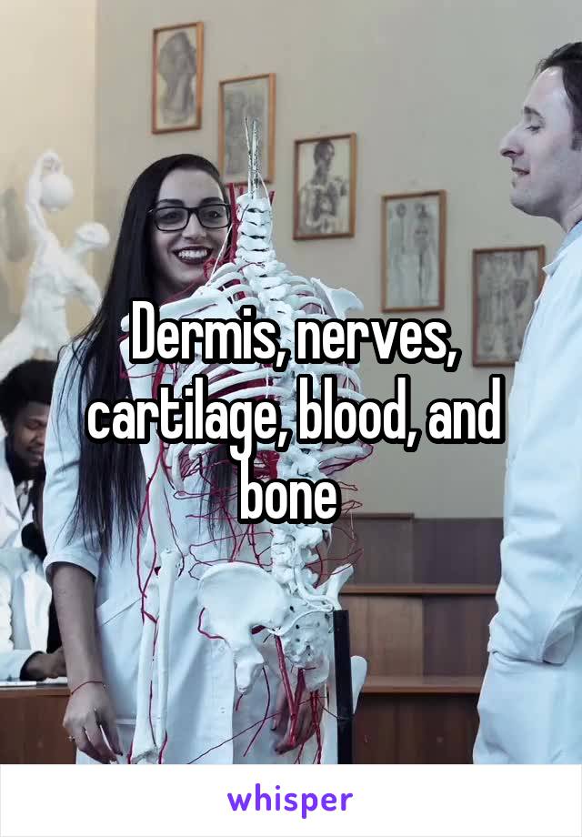 Dermis, nerves, cartilage, blood, and bone 