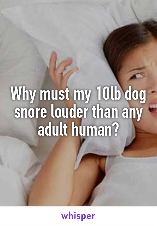 Why must my 10lb dog snore louder than any adult human?