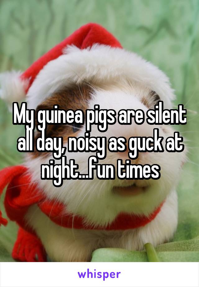 My guinea pigs are silent all day, noisy as guck at night...fun times