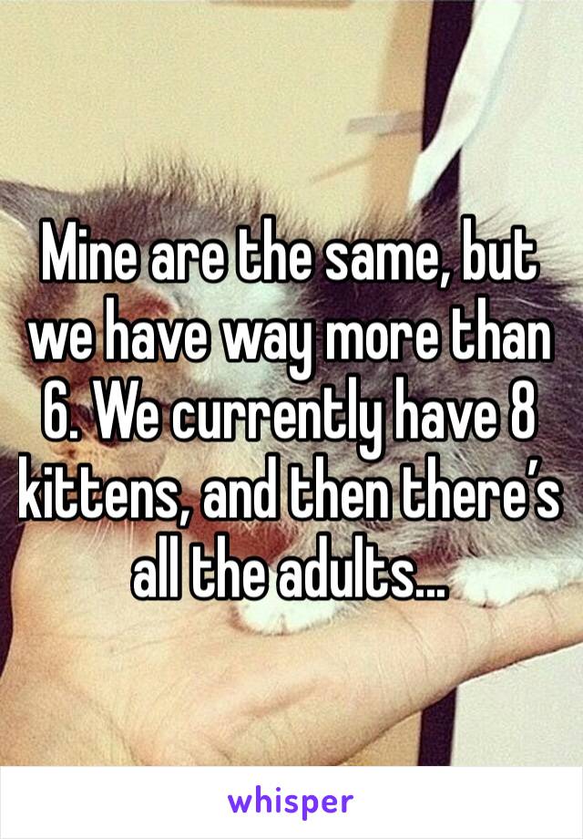 Mine are the same, but we have way more than 6. We currently have 8 kittens, and then there’s all the adults...
