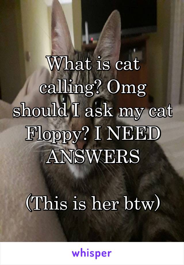 What is cat calling? Omg should I ask my cat Floppy? I NEED ANSWERS

(This is her btw)