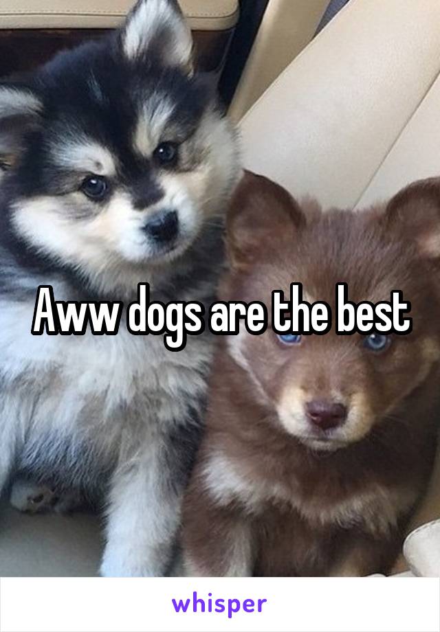 Aww dogs are the best