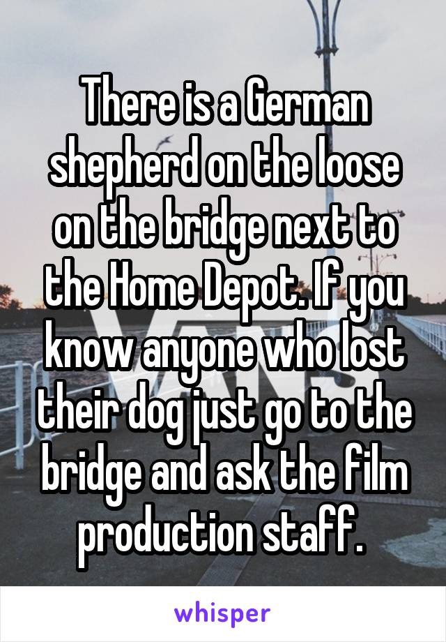 There is a German shepherd on the loose on the bridge next to the Home Depot. If you know anyone who lost their dog just go to the bridge and ask the film production staff. 
