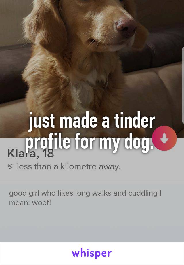 just made a tinder profile for my dog. 