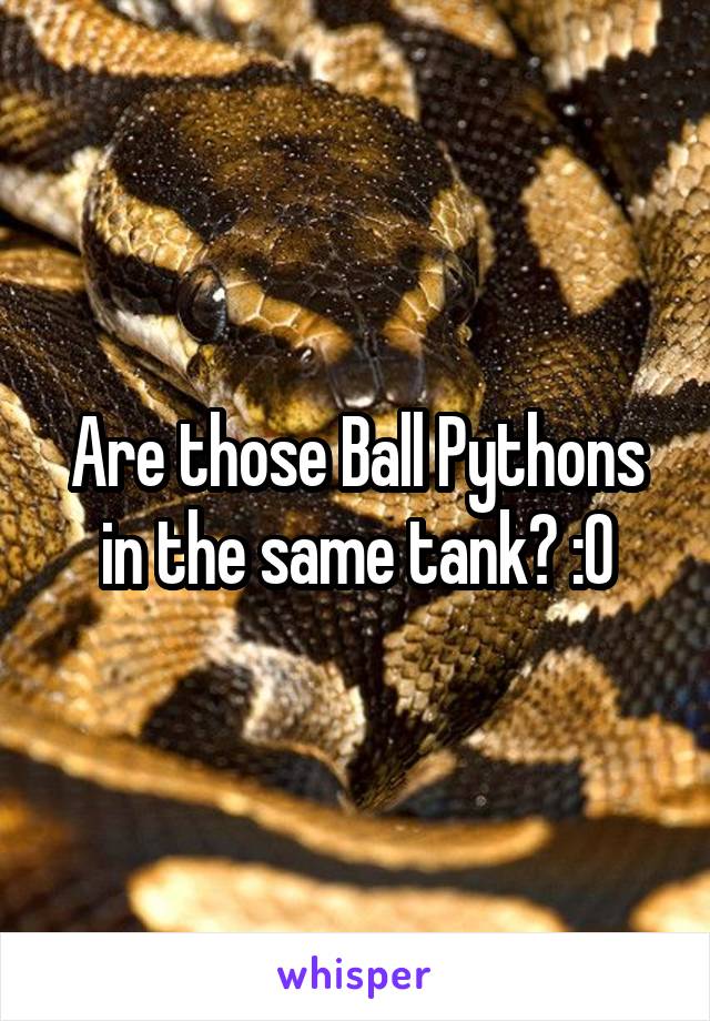 Are those Ball Pythons in the same tank? :O
