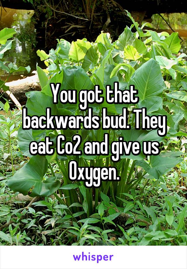 You got that backwards bud. They eat Co2 and give us Oxygen.