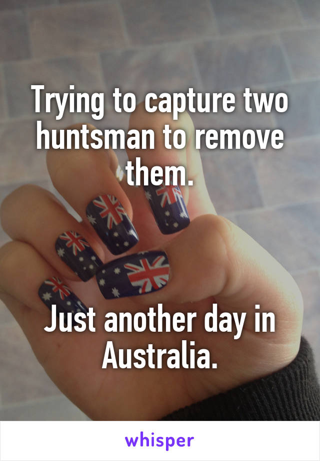 Trying to capture two huntsman to remove them.



Just another day in Australia.