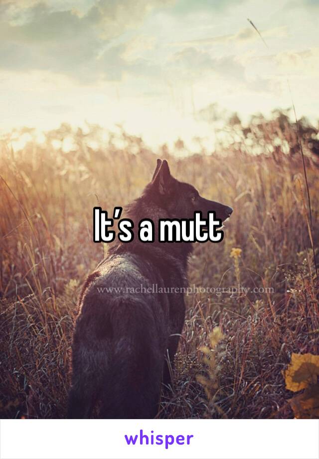 It’s a mutt