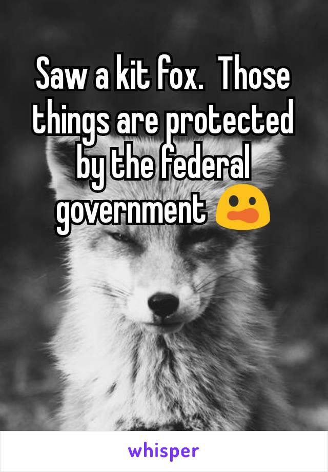 Saw a kit fox.  Those things are protected by the federal government 😲