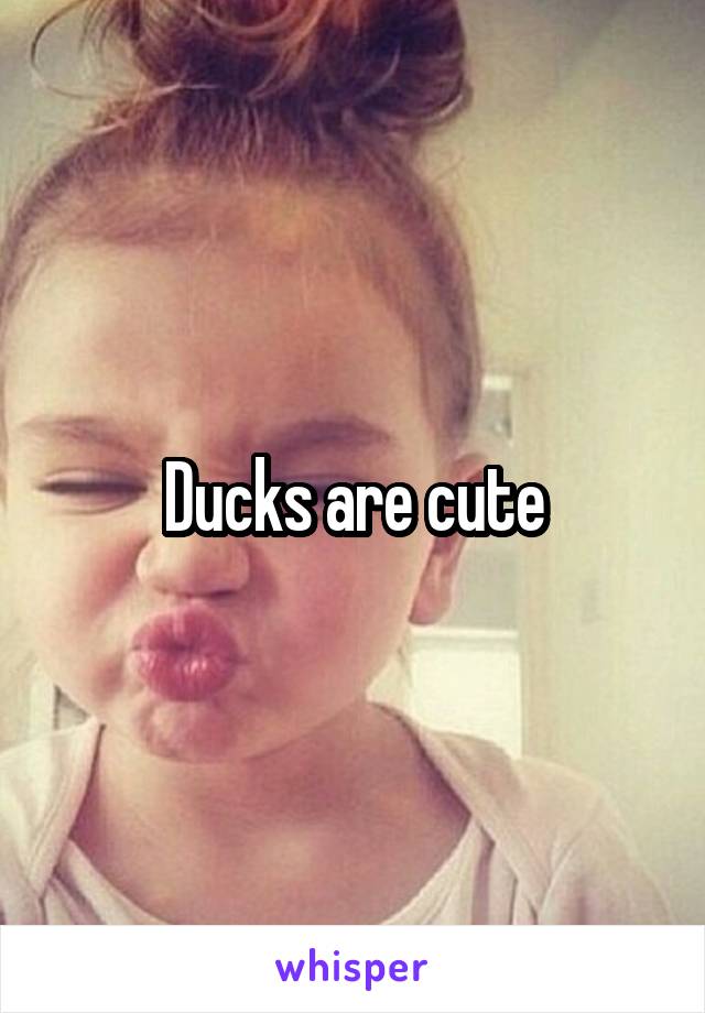 Ducks are cute