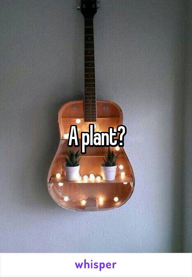 A plant?
