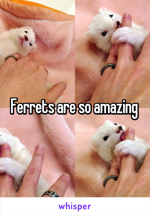 Ferrets are so amazing 