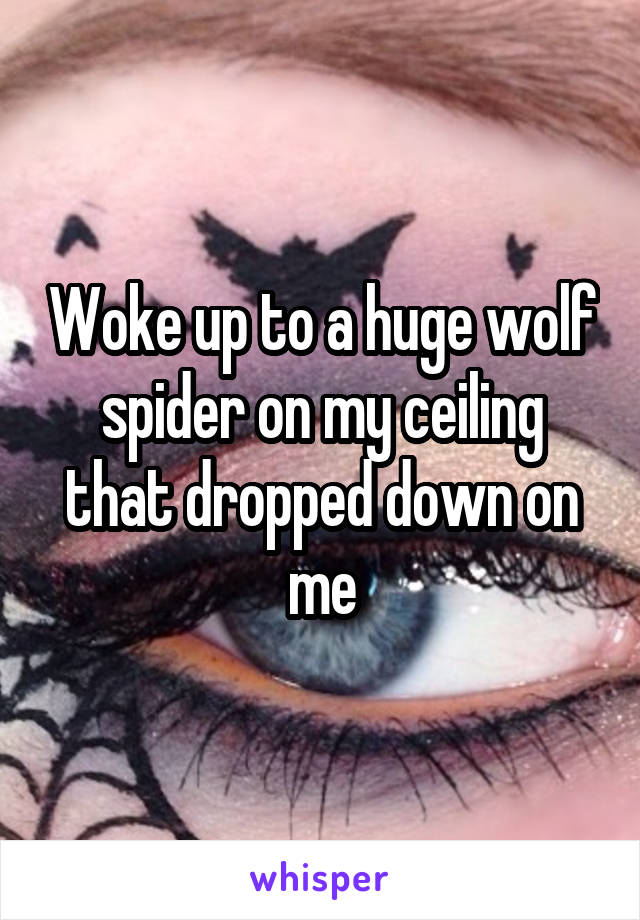 Woke up to a huge wolf spider on my ceiling that dropped down on me