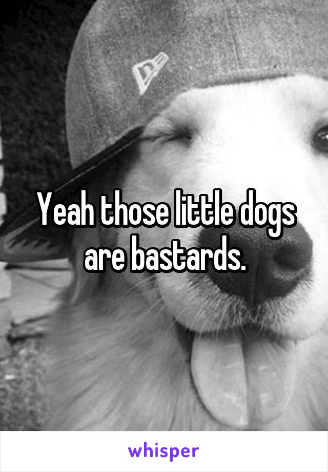 Yeah those little dogs are bastards.