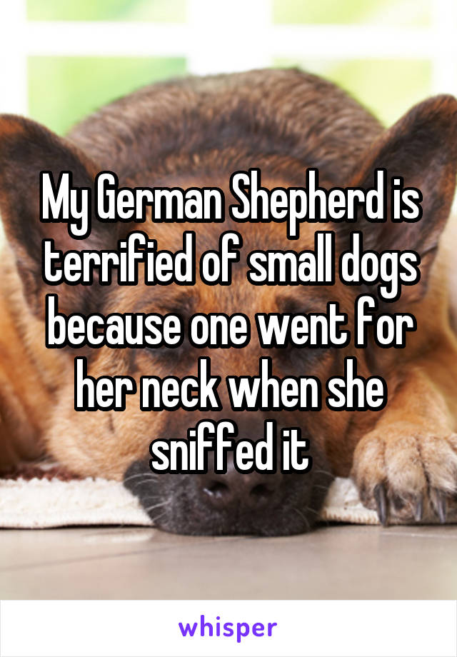My German Shepherd is terrified of small dogs because one went for her neck when she sniffed it
