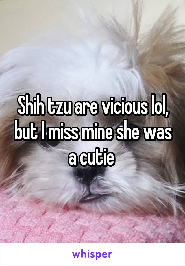 Shih tzu are vicious lol, but I miss mine she was a cutie 