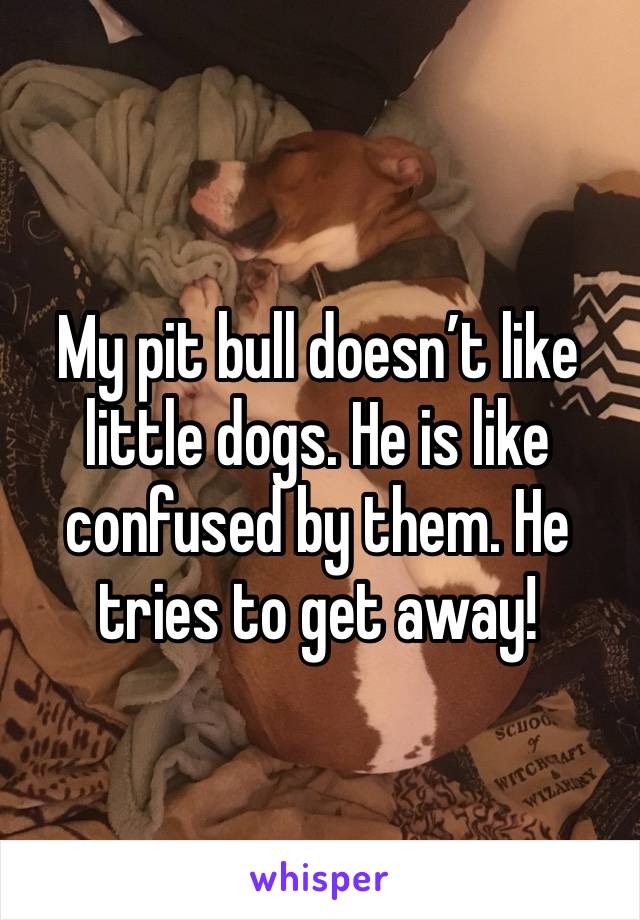 My pit bull doesn’t like little dogs. He is like confused by them. He tries to get away!
