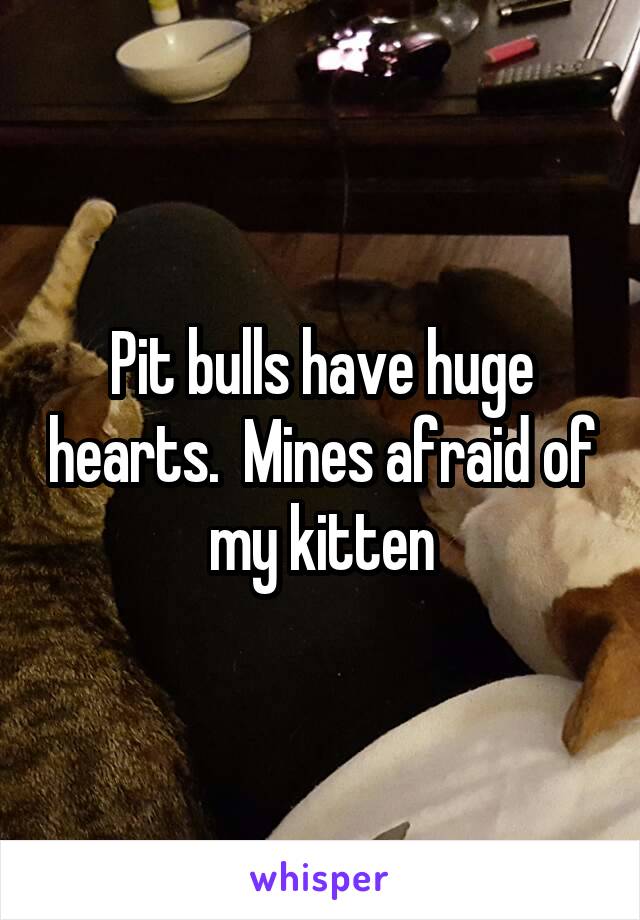 Pit bulls have huge hearts.  Mines afraid of my kitten