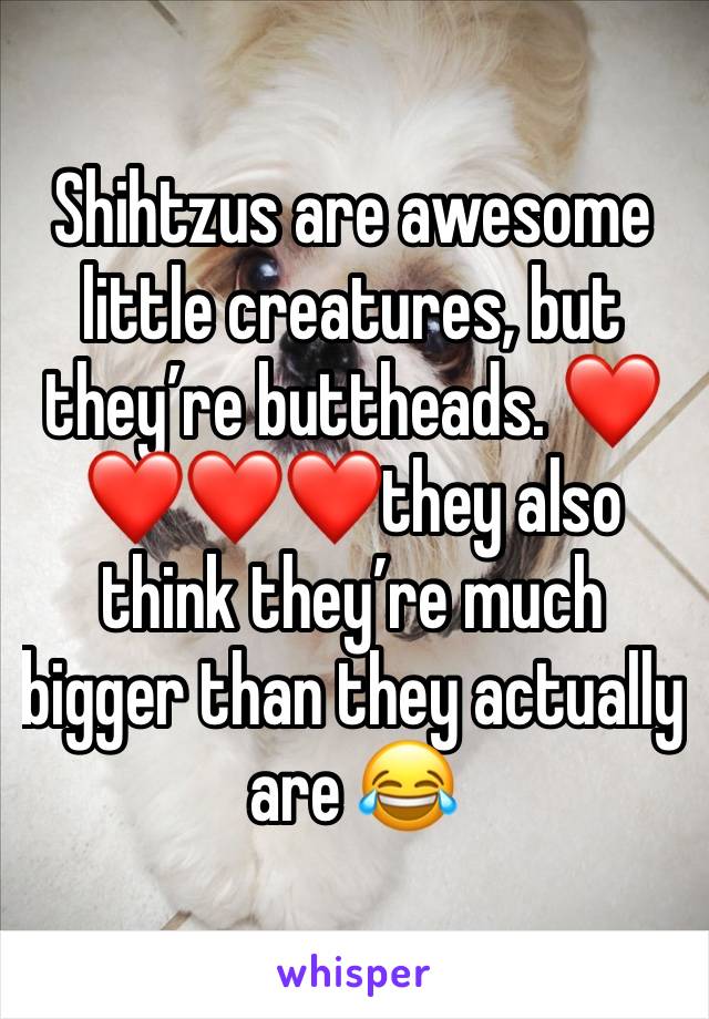 Shihtzus are awesome little creatures, but they’re buttheads. ❤️❤️❤️❤️they also think they’re much bigger than they actually are 😂