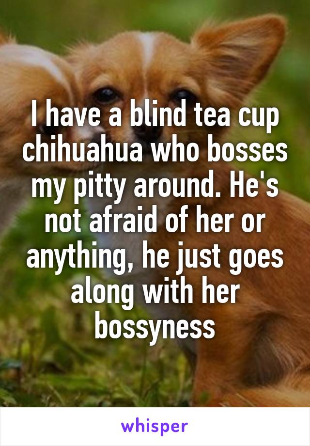 I have a blind tea cup chihuahua who bosses my pitty around. He's not afraid of her or anything, he just goes along with her bossyness
