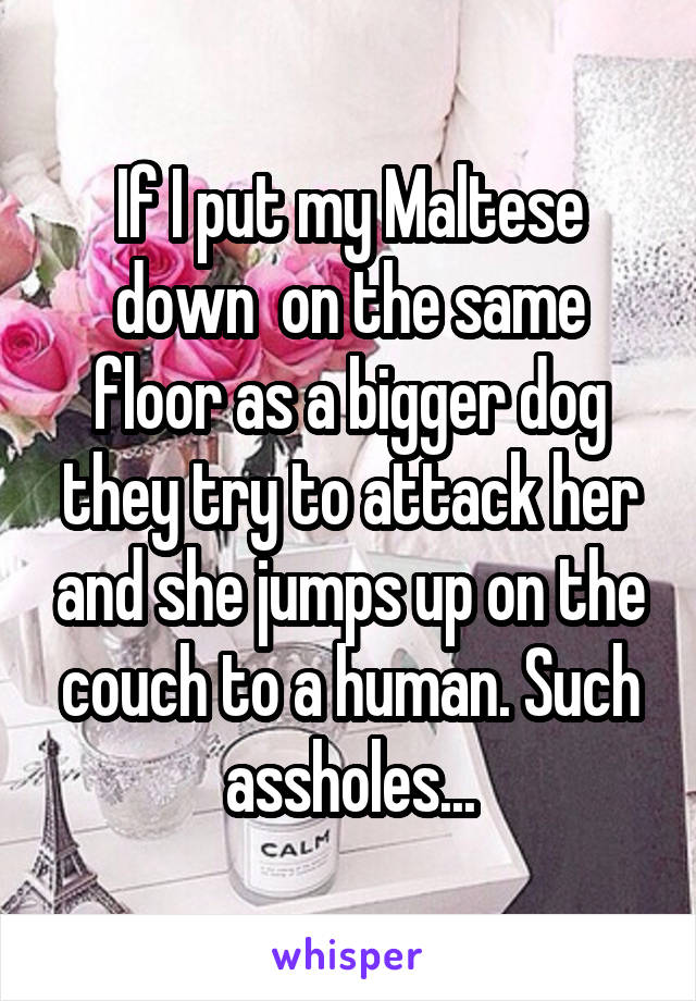 If I put my Maltese down  on the same floor as a bigger dog they try to attack her and she jumps up on the couch to a human. Such assholes...