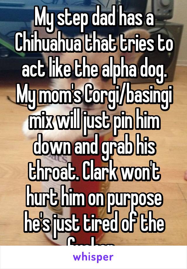 My step dad has a Chihuahua that tries to act like the alpha dog. My mom's Corgi/basingi mix will just pin him down and grab his throat. Clark won't hurt him on purpose he's just tired of the fucker. 