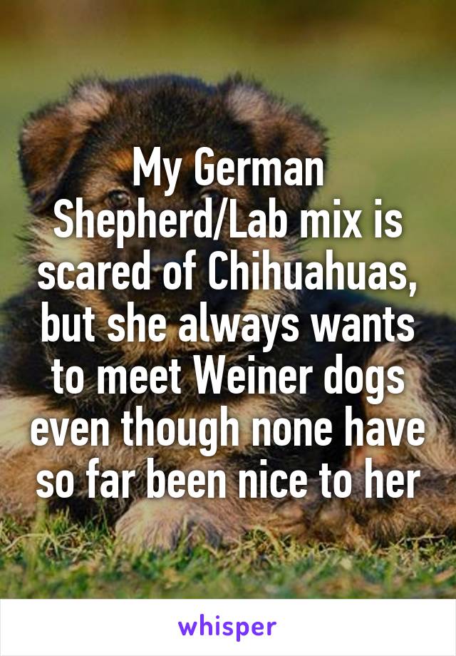 My German Shepherd/Lab mix is scared of Chihuahuas, but she always wants to meet Weiner dogs even though none have so far been nice to her